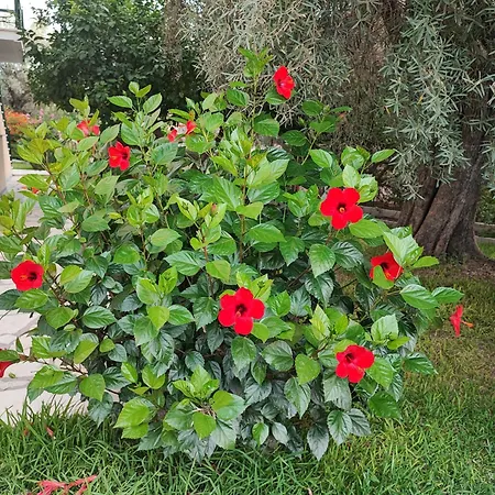Niriton Brand New Nydri (Lefkada)